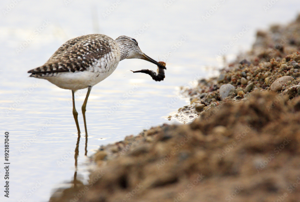 Single Wood sandpiper bird hunting in water of wetlands during a spring nesting period Single Wood sandpiper bird hunting in water of wetlands during a spring nesting period
