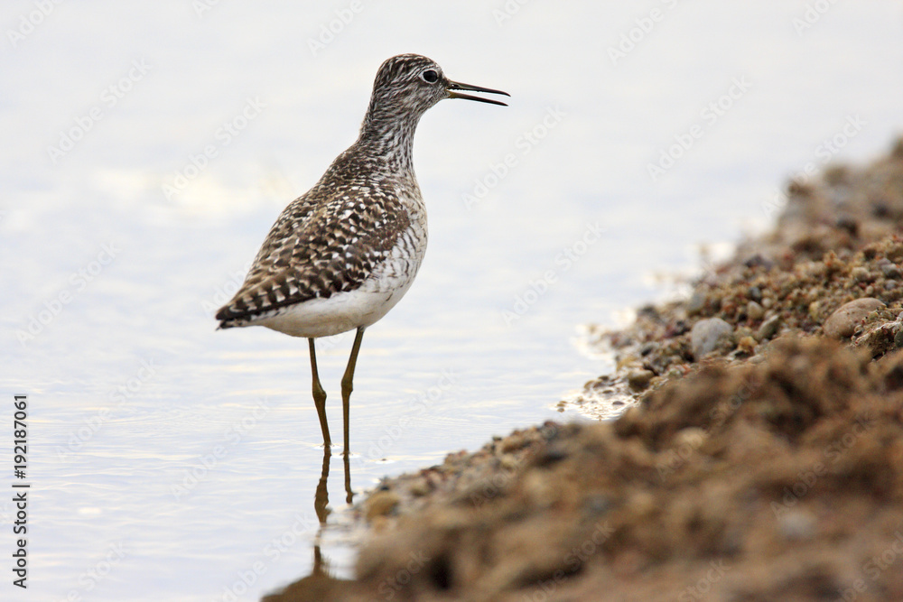 Single Wood sandpiper bird hunting in water of wetlands during a spring nesting period Single Wood sandpiper bird hunting in water of wetlands during a spring nesting period