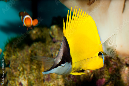 Yellow Longnose Butterfly in Aquarium photo