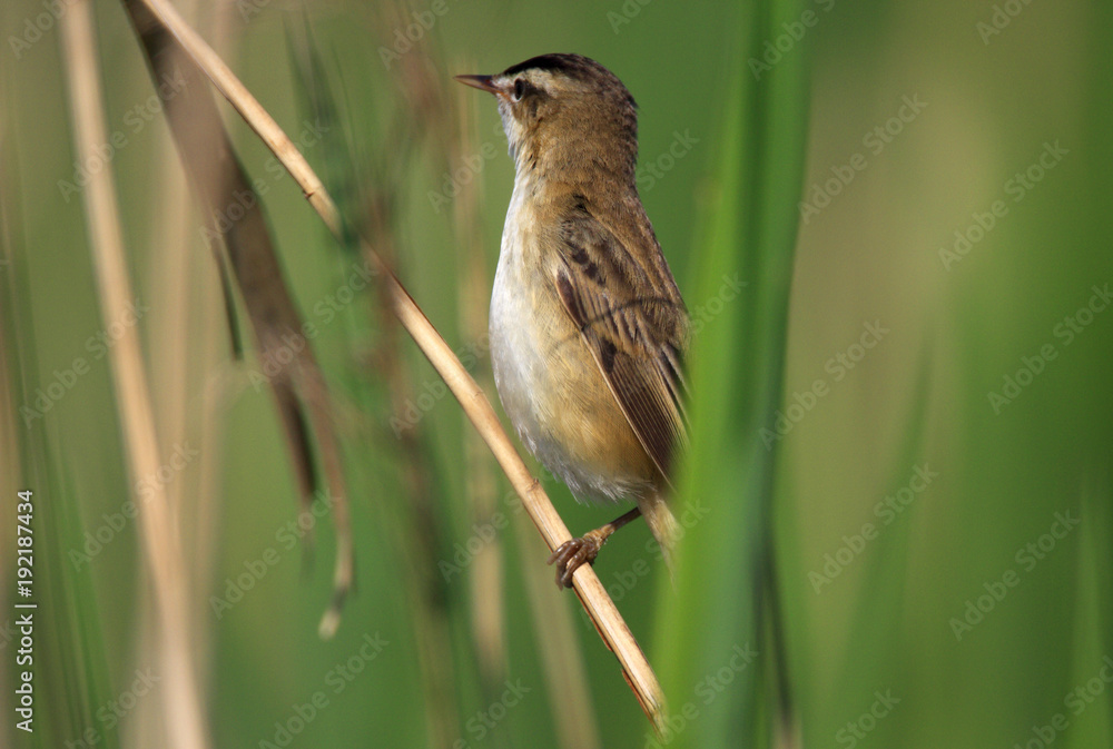 Single Sedge Warbler bird on a reed stem during a spring nesting period