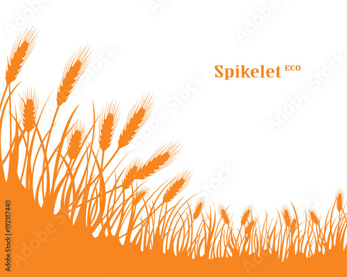 A set of spikelets of golden wheat, rye, barley on a white background of various shapes. Vector.