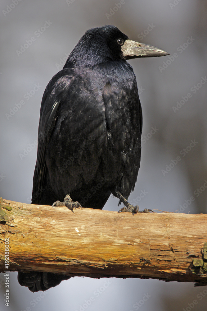 Fototapeta premium Single Rook bird on a tree branch during a spring nesting period