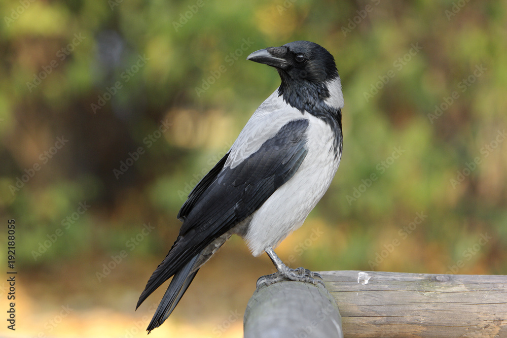 Single Hooded crow bird on a wooden fence during an autumn period Single Hooded crow bird on a wooden fence during an autumn period