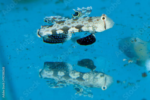 Two Spot Goby in Aquarium photo