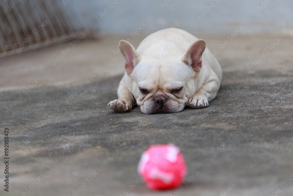 Close-up French bulldog resting on floor.