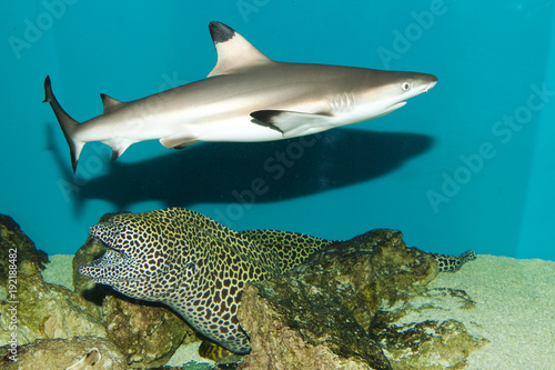 Fototapeta Naklejka Na Ścianę i Meble -  Balctip reef shark