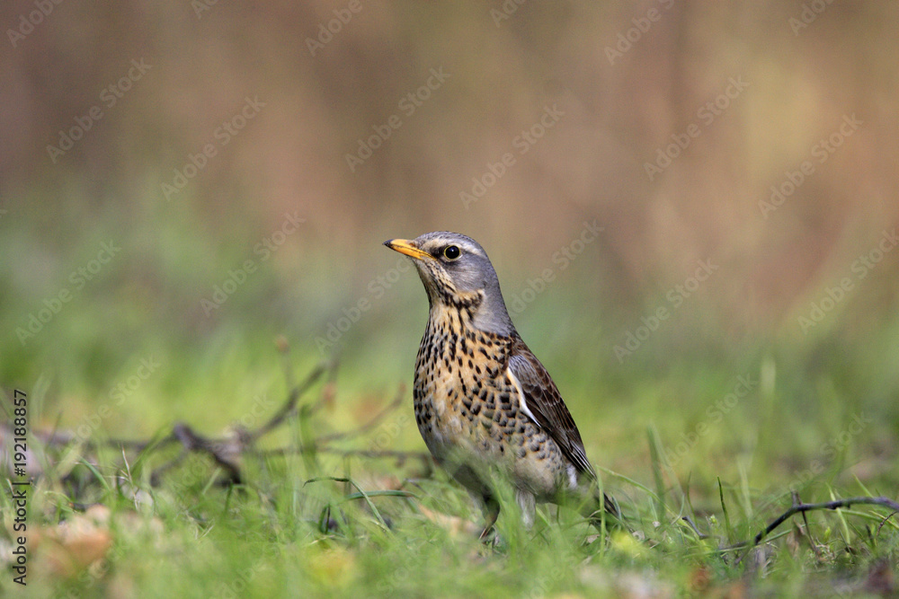 Single Fieldfare bird on grassy wetlands during a spring nesting period Single Fieldfare bird on grassy wetlands during a spring nesting period