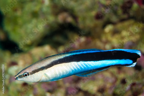 blue strike cleaner wrasse photo