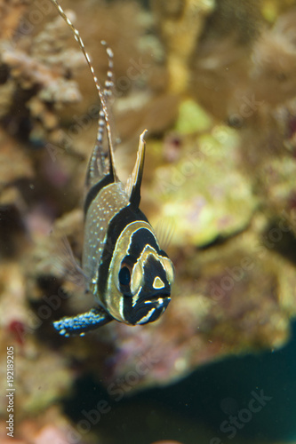 Kaudern's Cardinalfish in Aquarium