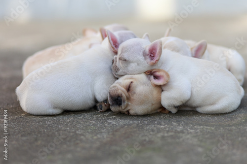 Close-up French bulldog sleeping together.