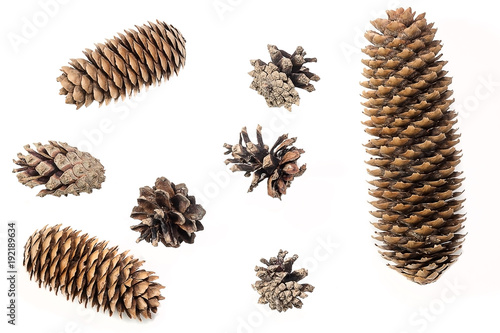 Set of pine cone on the white background