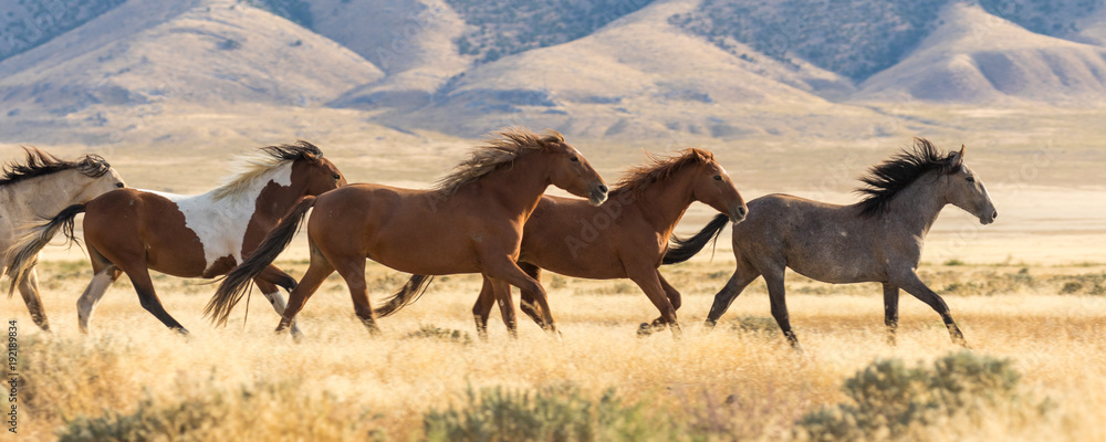 Herd Of Wild Horses Running Stock Photo Adobe Stock