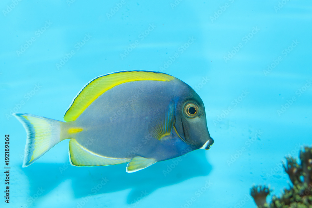 Blue Powder Tang in Aquarium