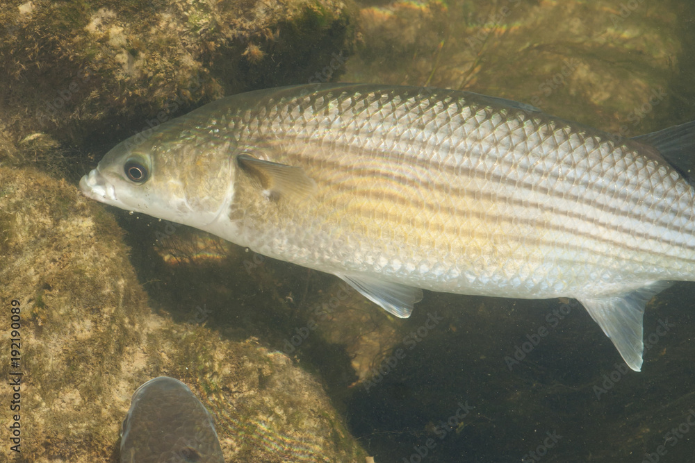 Flathead grey mullet (Mugil cephalus) Flathead grey mullet (Mugil cephalus)