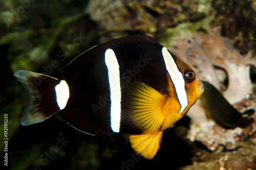 Yellowtail clownfish (Amphiprion clarkii)