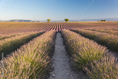 nfinity flowering lavender field and two trees background in Provence, France 