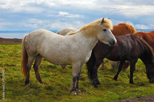 Herd of Icelandic horses magnificent