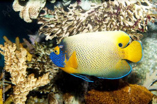 Blueface or Yellowface or Yellowmask Angelfish (Pomacanthus xanthometopon) © Iliuta