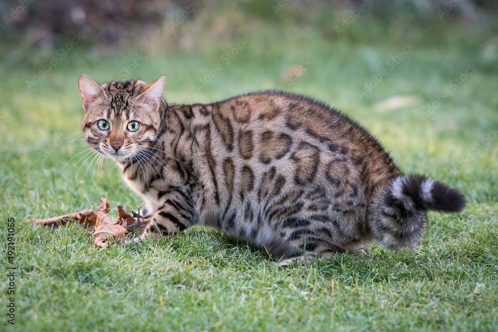 Excited Bengal in Grass Excited Bengal in Grass