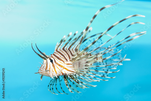 Volitan Lionfish Displaying © Iliuta