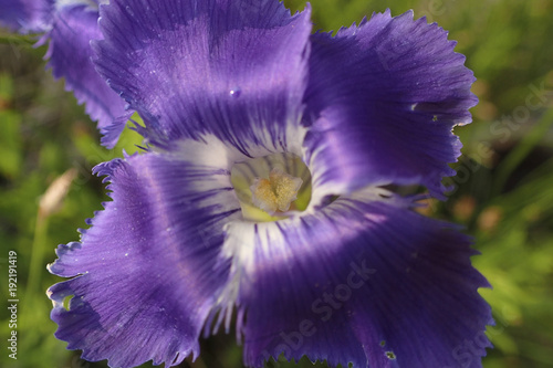 Purple  Wildflower