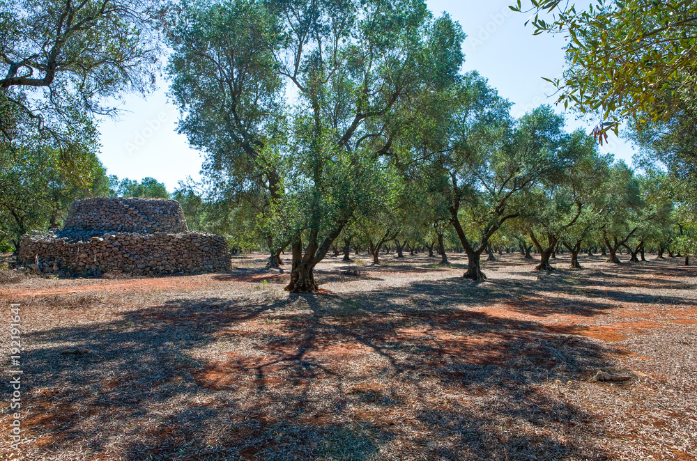 The ancient rural huts of the Puglia teriitoy The ancient rural huts of the Puglia teriitoy