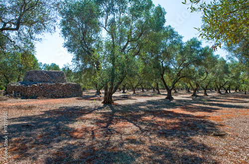 The ancient rural huts of the Puglia teriitoy