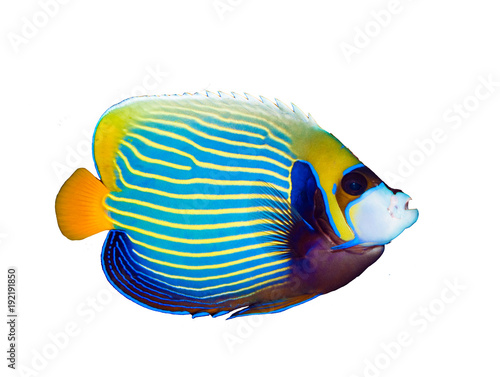 Emperor Angelfish
