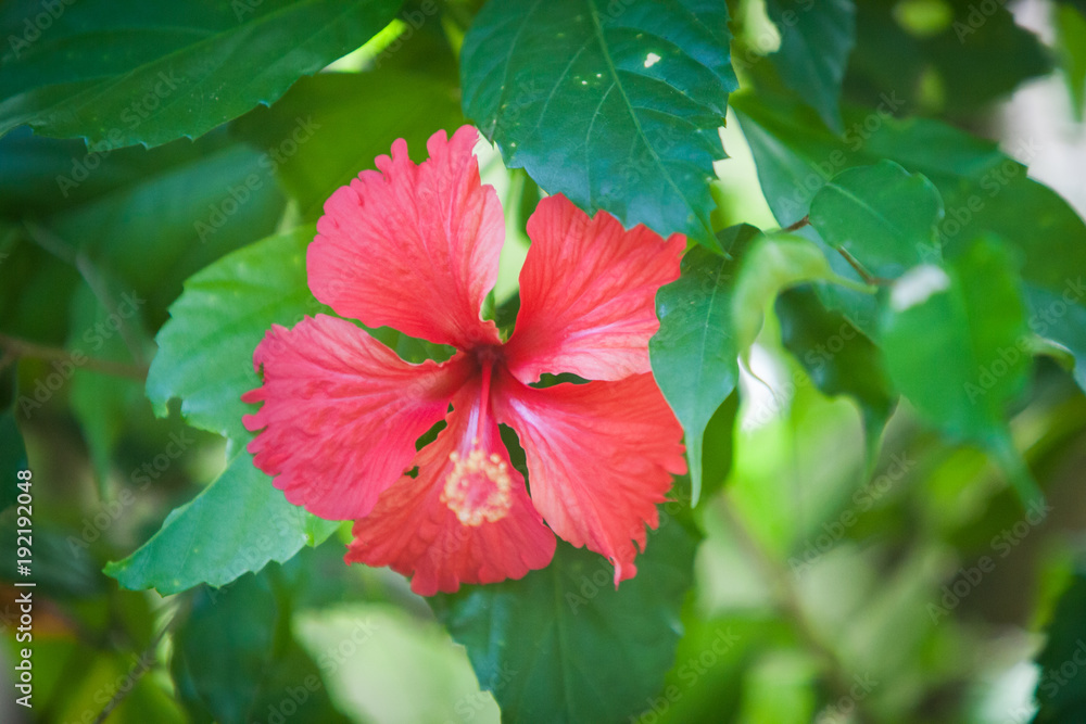 Flowers on Bushes in Haiti Flowers on Bushes in Haiti