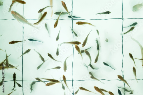 Doctor fish. Garra rufa swimming in pool. It helps to take skin care for people photo