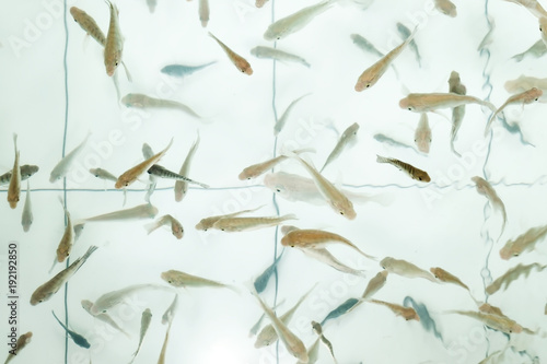 Doctor fish. Garra rufa swimming in pool. It helps to take skin care for people