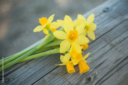 bouquet de narcisses coupées sur une barrière en bois