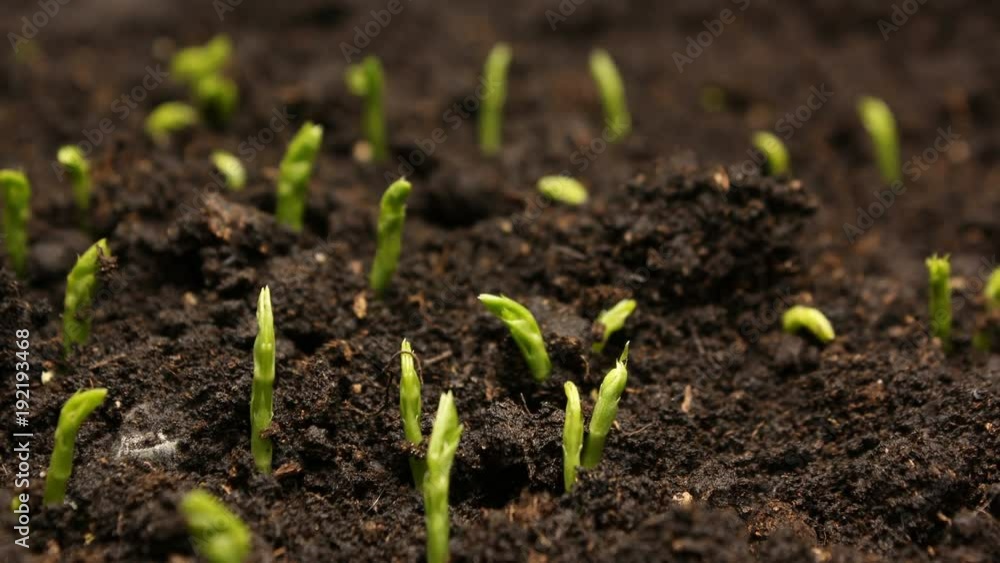 Growing Pea Bean Seeds Agriculture Timelapse Growing Pea Bean Seeds Agriculture Timelapse