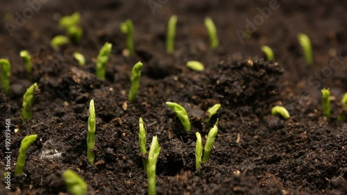 Growing Pea Bean Seeds Agriculture Timelapse photo