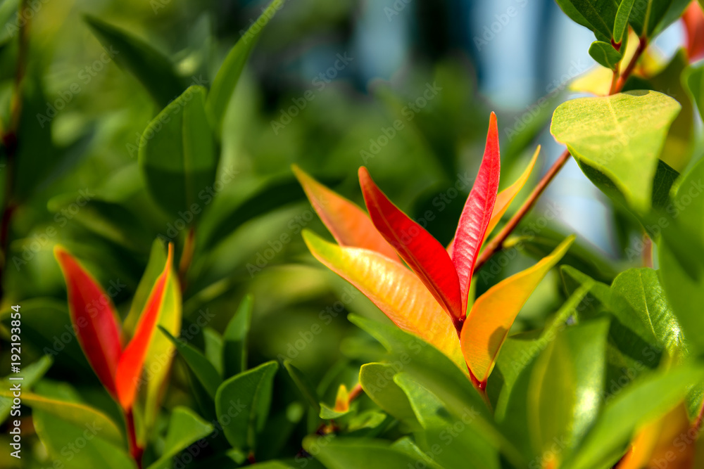 Obraz premium Nature view of green and red leaf in garden at summer. Natural green plants.