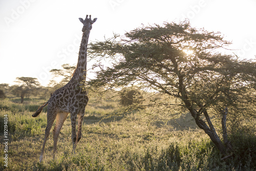 Backlight of african giraffe at sunset