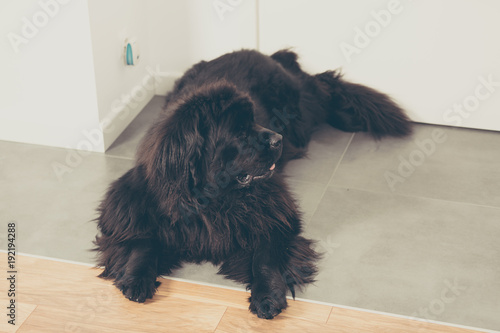 Newfoundland dog at home is lying on the floor.