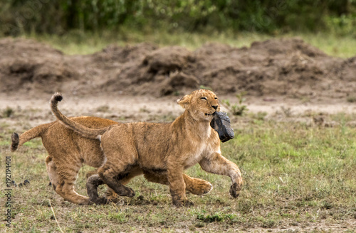  Can t Catch Me    Lion cub plays  Keep-Away  from his brother with a shoe he had found in Kenya s Masai Mara National Park.