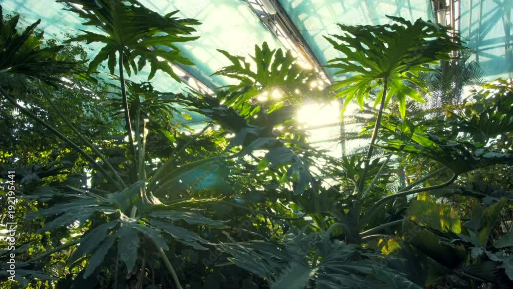 Jungle Forest Palm Tree and Green Vegetation in the morning Greenhouse Jungle Forest Palm Tree and Green Vegetation in the morning Greenhouse
