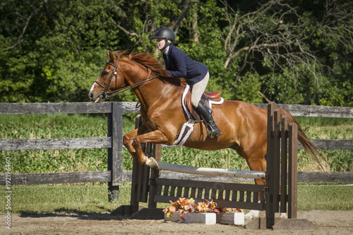 Chestnut in full bridle jumps a ladder fence