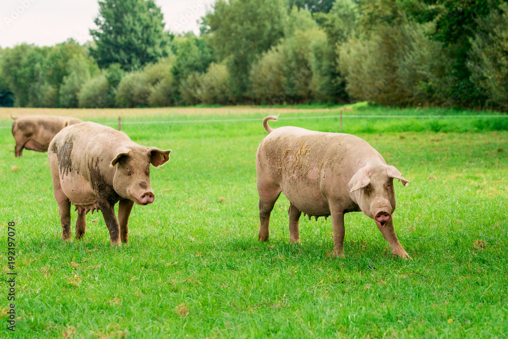 Farmland with pigs. Pastureland in valley Farmland with pigs. Pastureland in valley