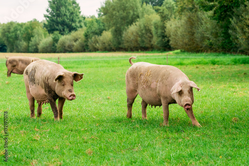 Farmland with pigs. Pastureland in valley