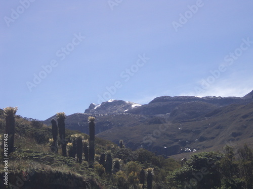 frailejones paisaje nevados