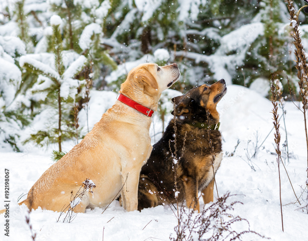Yellow dog and brown-black dog sitting together outdoors in a snowy forest in winter in snowfall. Dog looking up on fallen snow