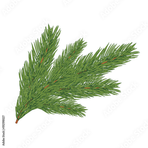 Green lush spruce branch