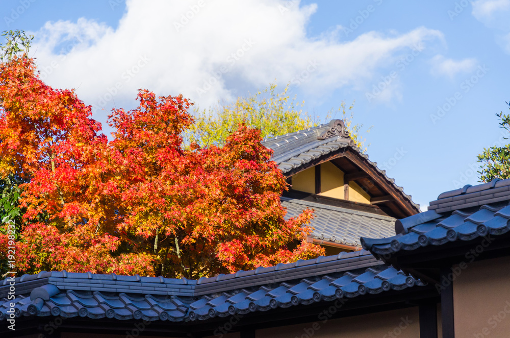 Japanese ancient temple rooftop style and beautiful autumn colorful green, yellow and red maple leaves with blue sky at morning in autumn season from Kyoto, Japan Japanese ancient temple rooftop style and beautiful autumn colorful green, yellow and red maple leaves with blue sky at morning in autumn season from Kyoto, Japan