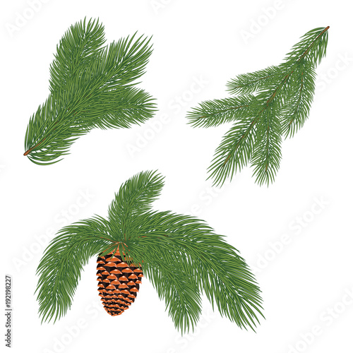 Green lush spruce branch