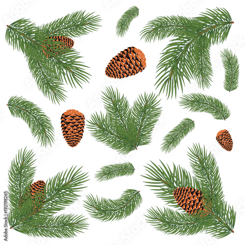Green lush spruce branch