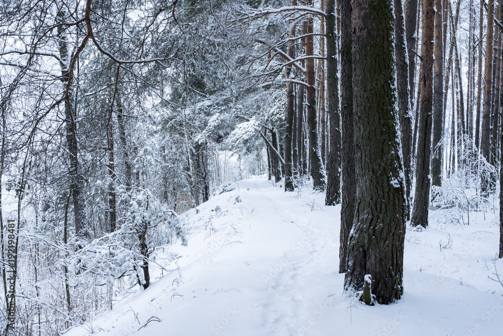 winter forest