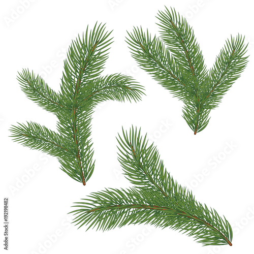 Green lush spruce branch